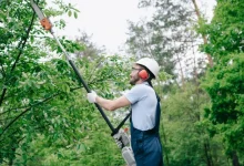 tree-cutting-services:-essential-care-for-trees,-safety,-and-property-value