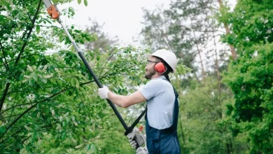 tree-cutting-services:-essential-care-for-trees,-safety,-and-property-value