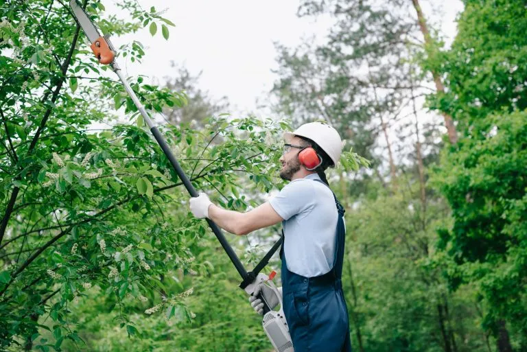 tree-cutting-services:-essential-care-for-trees,-safety,-and-property-value